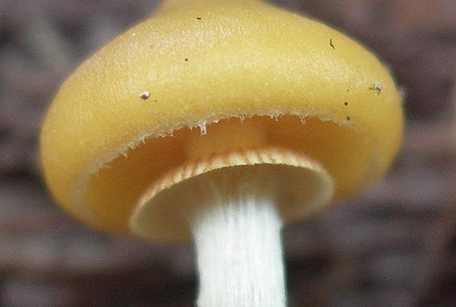 Una Galerina 